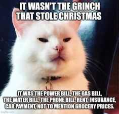 a white cat sitting on top of a chair next to a sign that says it was the grin that stole christmas