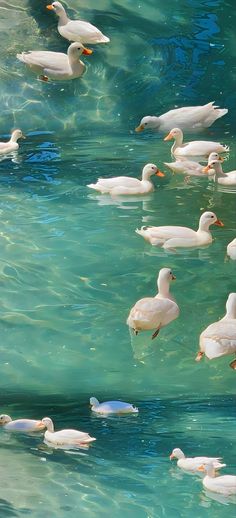 many ducks are swimming in the water together