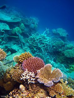 an underwater view of some corals and other marine life