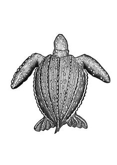 a drawing of a sea turtle in black and white