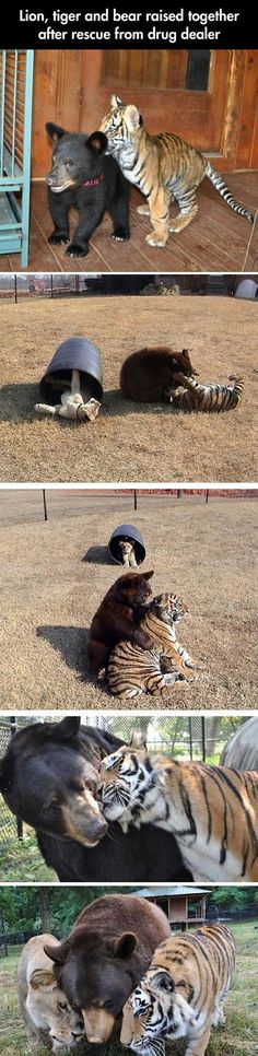 three different pictures of tigers playing with each other