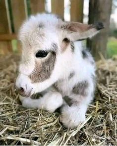 a baby goat laying on top of dry grass