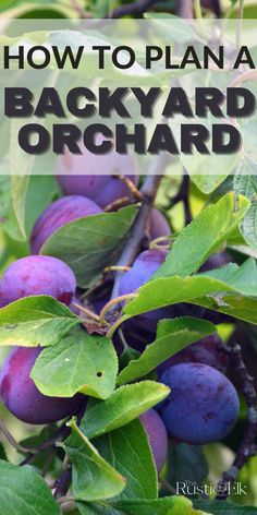 plums growing on the tree with text overlay how to plan a backyard orchard