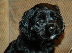 a small black dog sitting on top of a couch