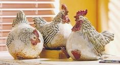 three chickens sitting on top of a wooden bench next to each other in front of a yellow wall