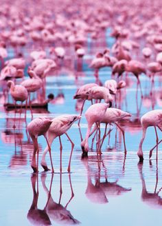 many pink flamingos are standing in the water