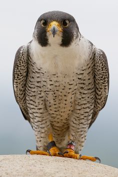 a falcon perched on top of a rock