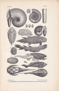 an old book with different types of sea animals