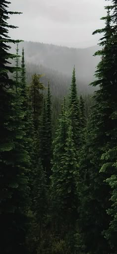 some very tall green trees in the middle of a forest with mountains in the background