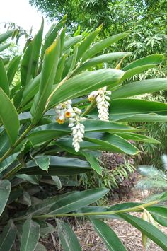 some white flowers and green leaves on a tree