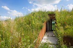 an entrance to a green roof garden with tall grass and flowers growing on the sides