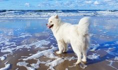 a white dog standing on top of a sandy beach