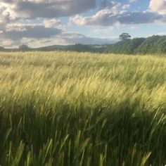 a field with tall grass and clouds in the background