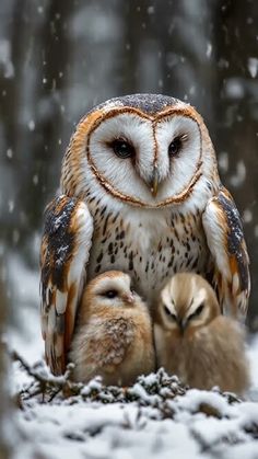 an owl and two baby owls sitting on top of each other in front of snow