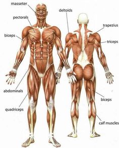 an image of the muscles and their major functions in human body diagram with caption