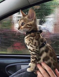 a person holding a cat in their lap while sitting in the driver's seat