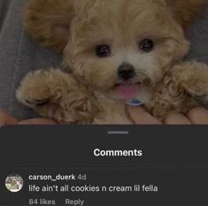 a person holding a small brown dog in their lap with the caption comments