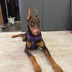 a dog laying on the floor with its tongue out