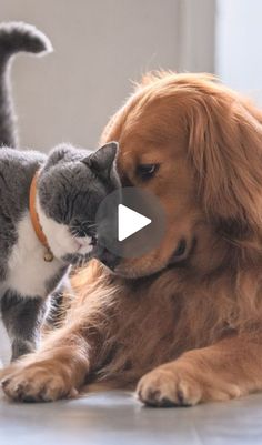 a dog and cat playing with each other