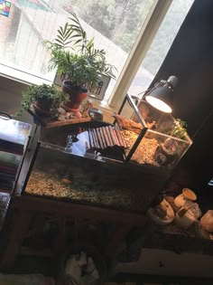 a fish tank with plants in it sitting on a table next to a lamp and window