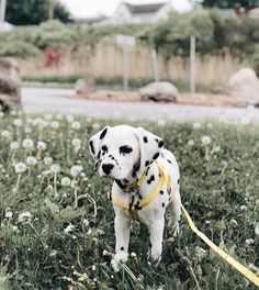 a dalmatian puppy is tied to a yellow leash in the grass with dandelions