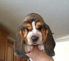 a dog that is sitting on top of someone's hand with its head in the air