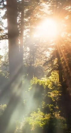 the sun is shining through the trees in the forest