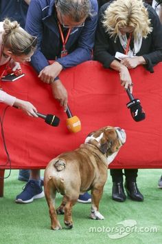 a dog standing on top of a green carpet next to people holding bottles and cups