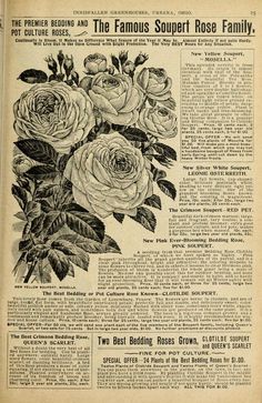 an old newspaper with flowers on it