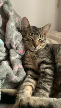 a cat laying on top of a pile of stuffed animals