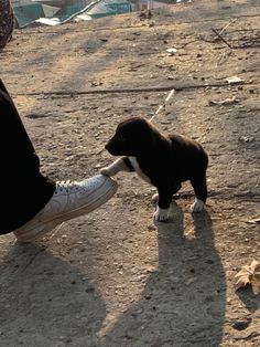 a small black and white dog standing next to a person