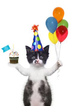 a black and white cat wearing a party hat holding up cupcakes with candles