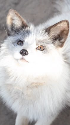 a close up of a small white and gray dog with blue eyes looking at the camera