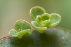 two small green flowers on top of a leaf