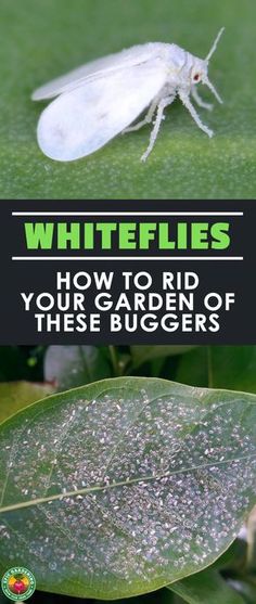 white flies on green leaves with text overlay that reads, how to rid your garden of these bugs