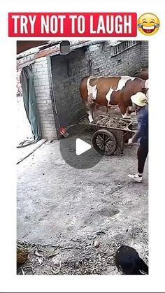 a man standing next to a brown and white cow near a brick building with a sign that says try not to laugh