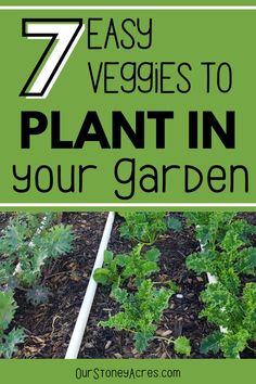 It is so hard when you are a beginner gardener to know what to plant. Here is a list of the best vegetables for beginner gardeners. These 7 easy vegetables to plant in your garden are perfect for beginner gardeners. Find more gardening ideas about vegetable gardening and planting vegetables. Planting Vegetables For Beginners, Easy Vegetables, Vegetables To Plant, Best Vegetables, Vegetables To Grow, Easy Vegetables To Grow, Starting A Garden