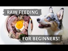 a dog standing next to a plate with food on it and the words raw feeding for beginners