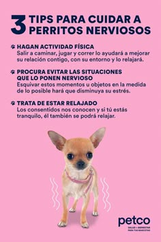 a pink poster with an image of a small dog on it's back side