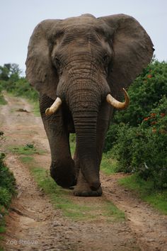 an elephant with tusks walking down a dirt road