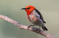 a small bird perched on top of a tree branch