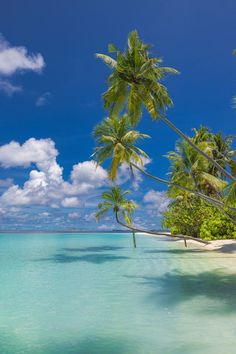 palm trees line the shoreline of a tropical beach