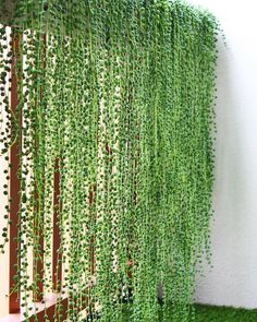 a green plant hanging from the side of a wall