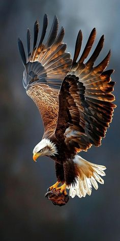 an eagle flying in the air with its wings spread out and it's talon extended