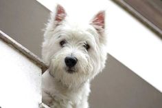 a small white dog standing on top of a stair case next to a wall and looking at the camera