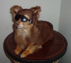 a small dog wearing sunglasses on top of a table