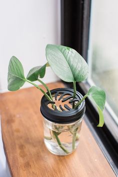 a plant is growing out of a mason jar