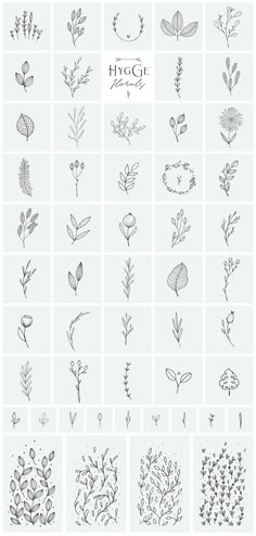 the different types of flowers and leaves are shown in this graphic style, which is used to