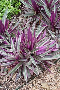 purple and green plants are growing in the dirt