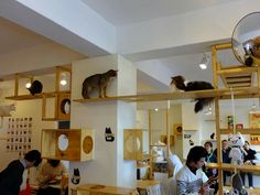 several cats sitting on top of wooden shelves in a room with people looking at them